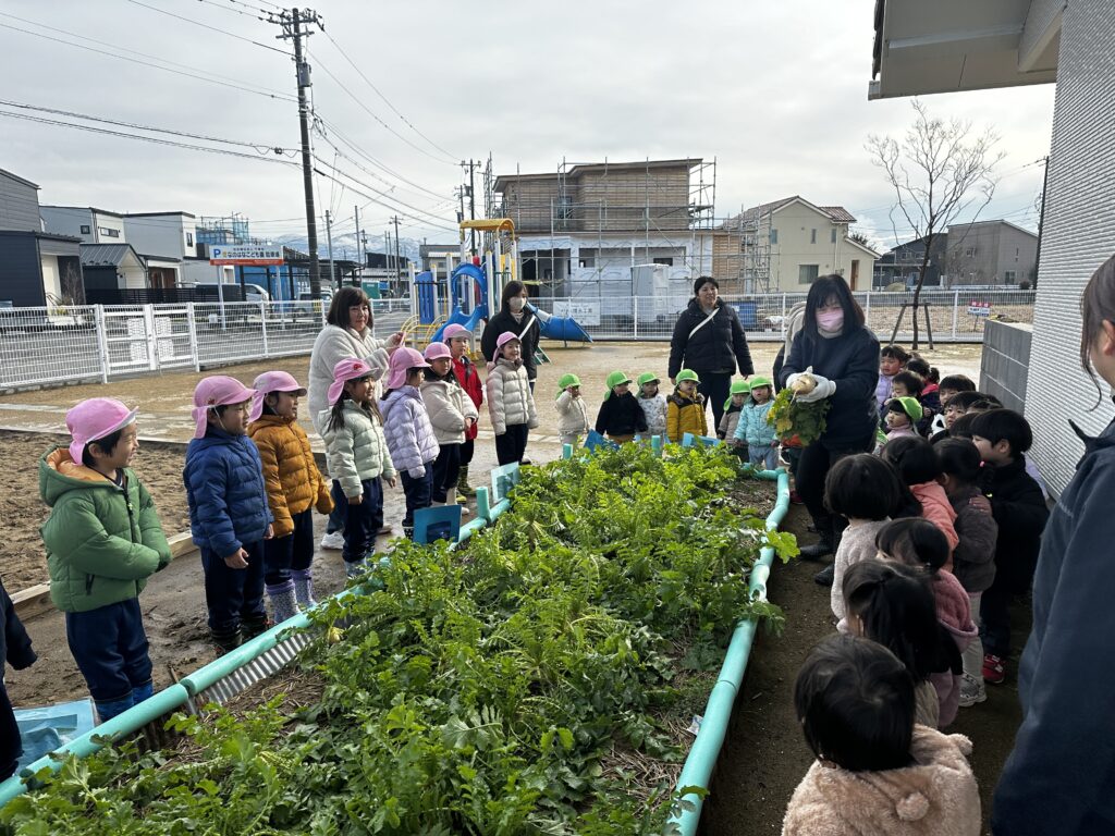 「スポッ‼とぬけたよ。」～待ちに待った大根ほり～